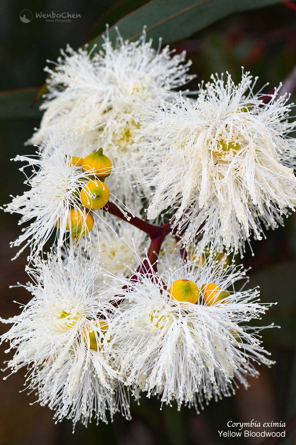 Eucalyptus Eximia — Yellow Bloodwood