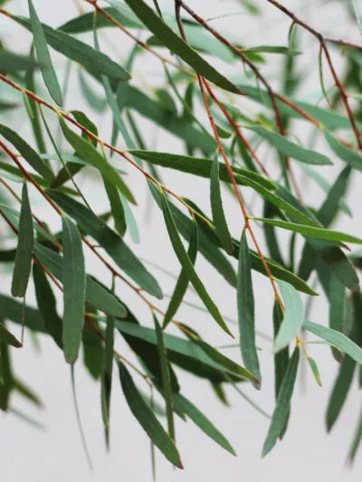 Eucalyptus Nicholii (Narrow-Leaved Peppermint)