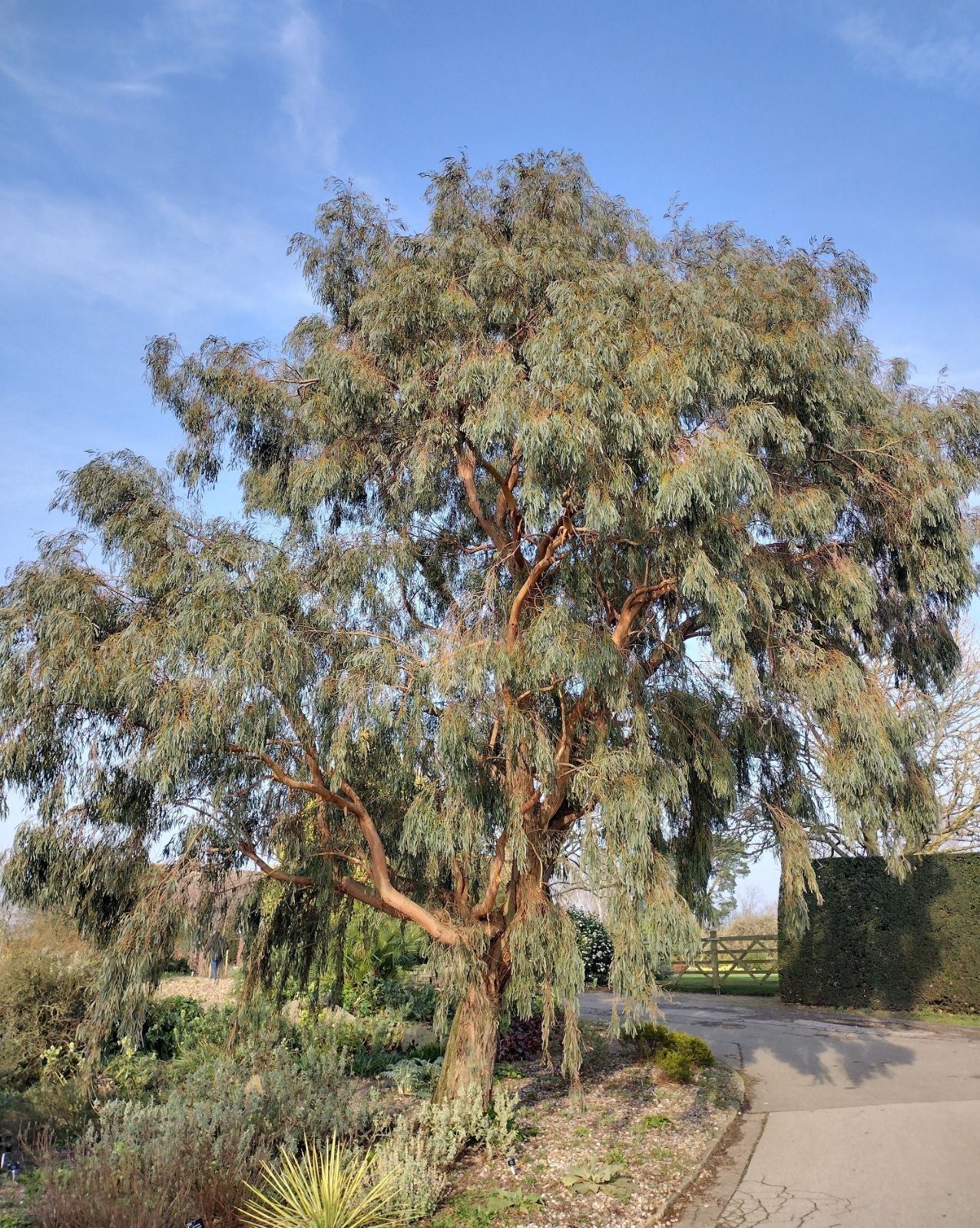 Eucalyptus Nicholii (Narrow-Leaved Peppermint)
