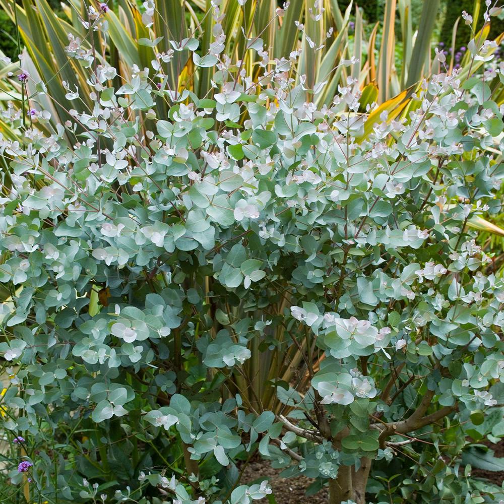 Eucalyptus Pulverulenta ‘Baby Blue’