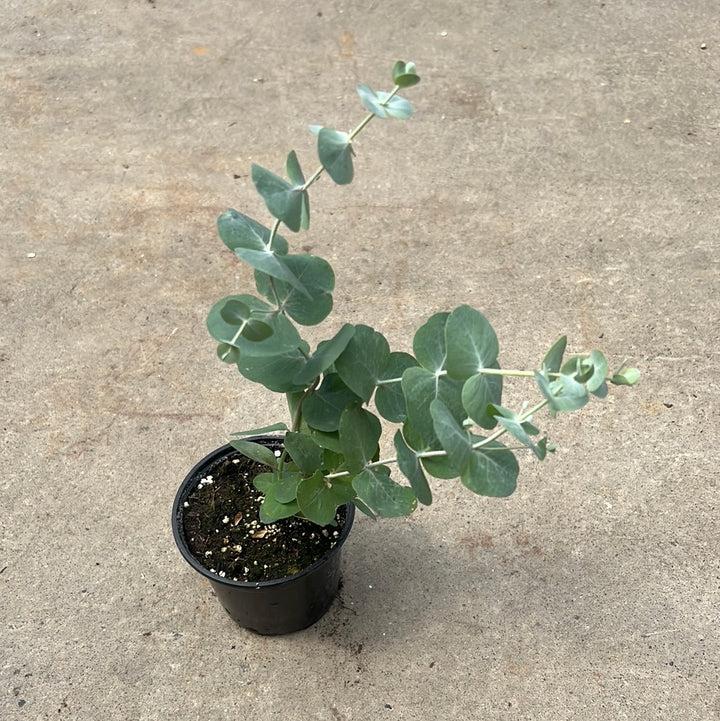 Eucalyptus Pulverulenta ‘Baby Blue’