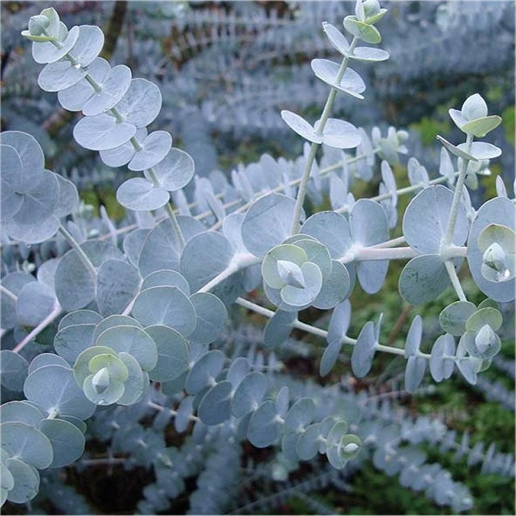 Eucalyptus Pulverulenta ‘Baby Blue’