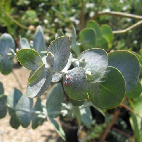 Eucalyptus Pulverulenta ‘Baby Blue’