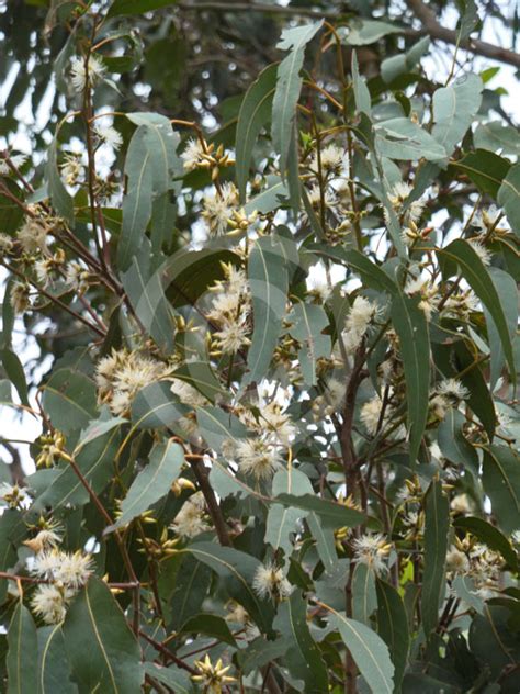 Eucalyptus Amplifolia (Cabbage Gum)