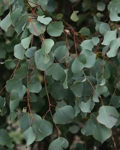 Eucalyptus Baueriana (Blue Box)