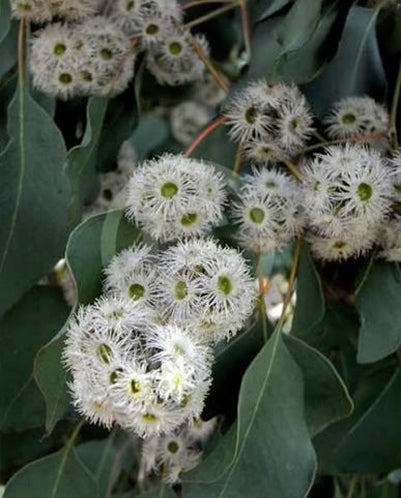 Eucalyptus Baueriana (Blue Box)