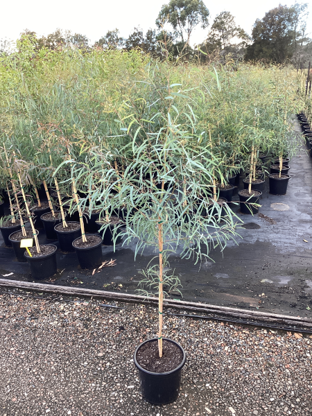 Eucalyptus Crebra (Narrow-Leaf Ironbark)
