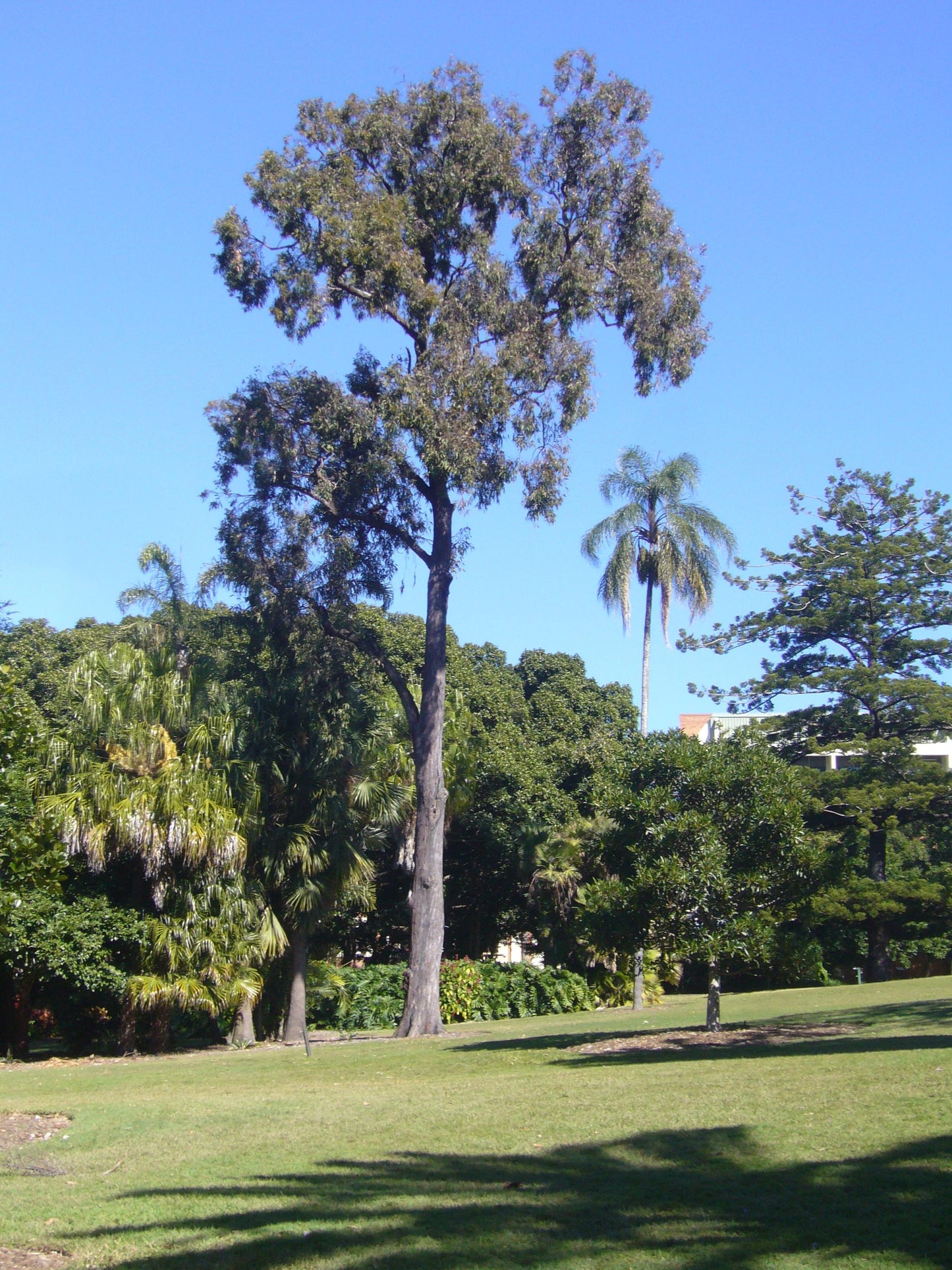 Eucalyptus Fibrosa (Broad Leafed Red Ironbark)