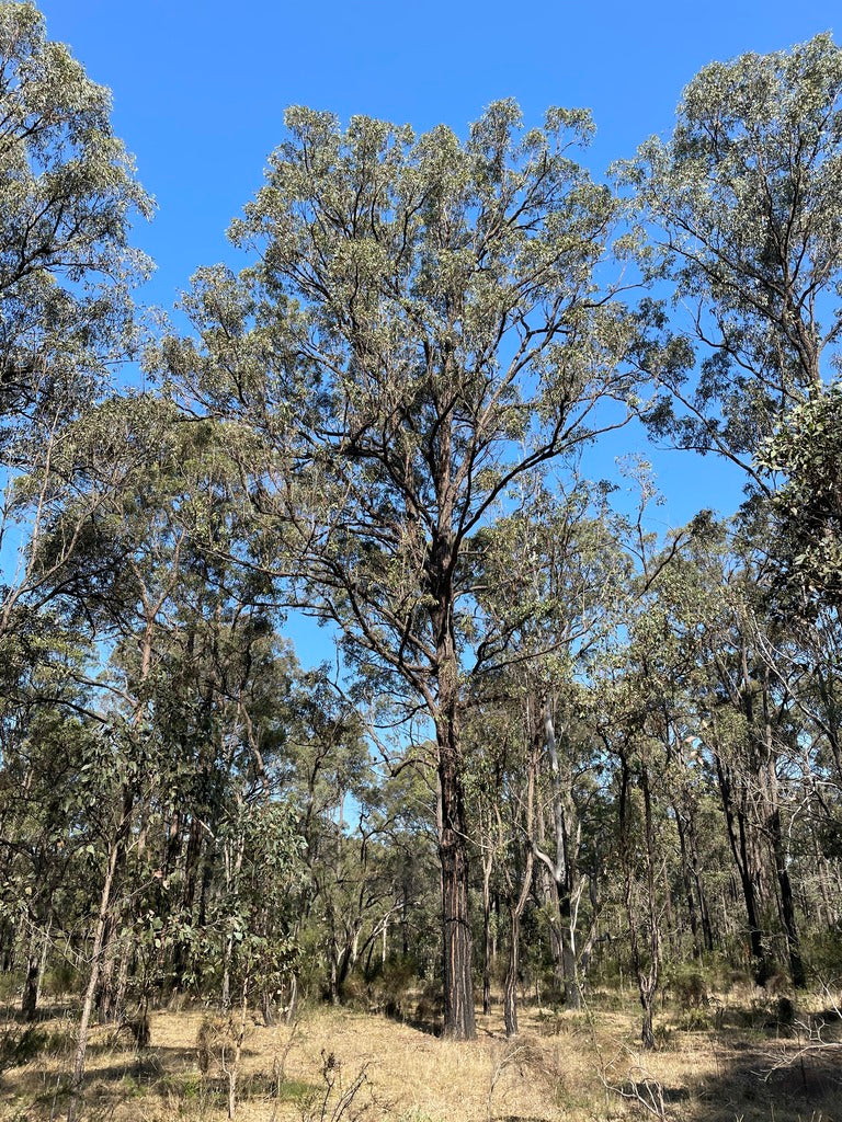 Eucalyptus Fibrosa (Broad Leafed Red Ironbark)