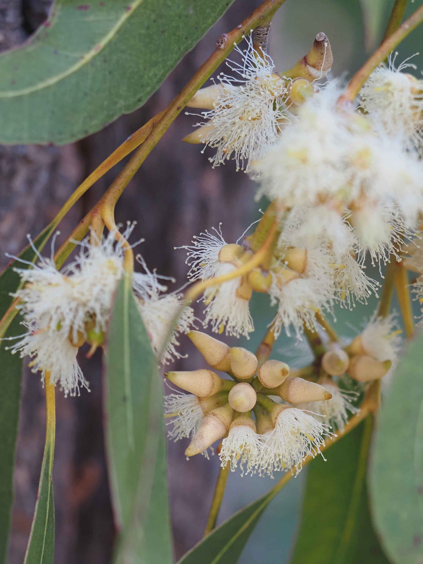 Eucalyptus Fibrosa (Broad Leafed Red Ironbark)