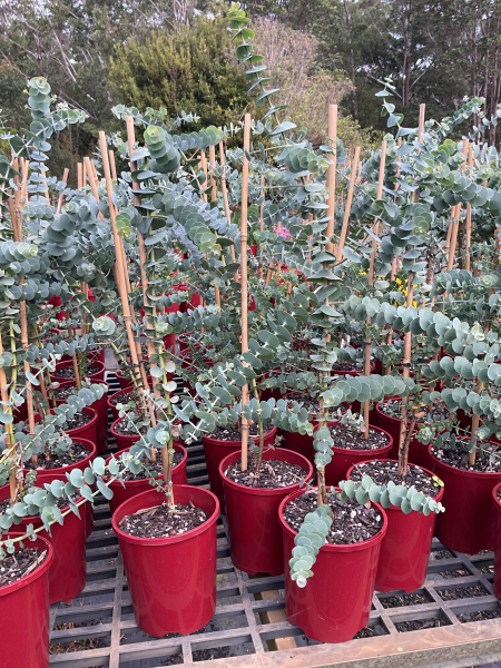 Eucalyptus Pulverulenta ‘Baby Blue’