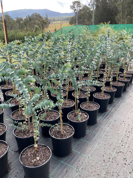 Eucalyptus Pulverulenta ‘Baby Blue’