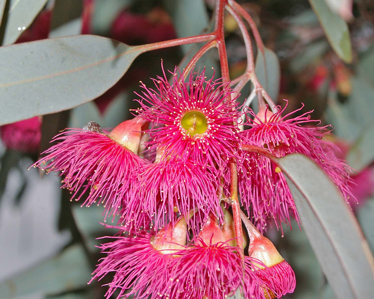 Eucalyptus Sideroxylon ‘Rosea’ (Pink-Flowering Ironbark)