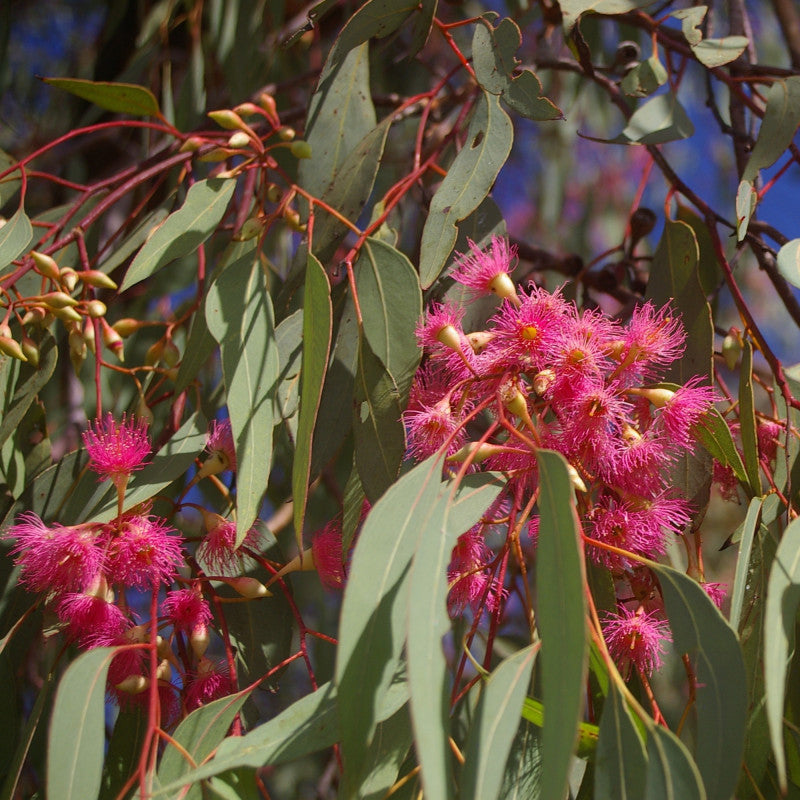 Eucalyptus Sideroxylon ‘Rosea’ (Pink-Flowering Ironbark)