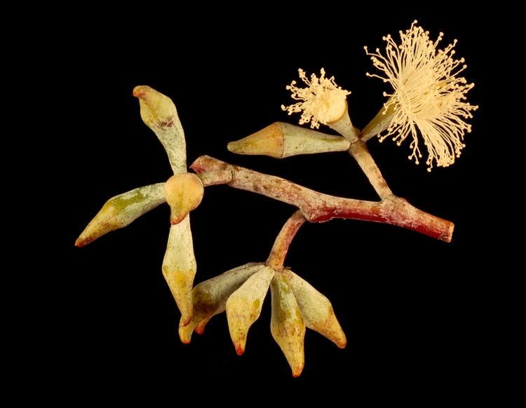 Eucalyptus albens (White Box)