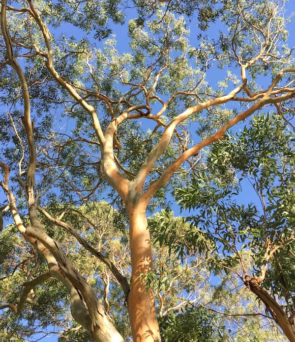 Eucalyptus Punctata (Grey Gum)
