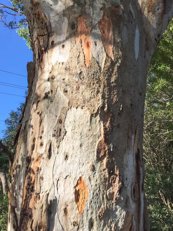 Eucalyptus Punctata (Grey Gum)