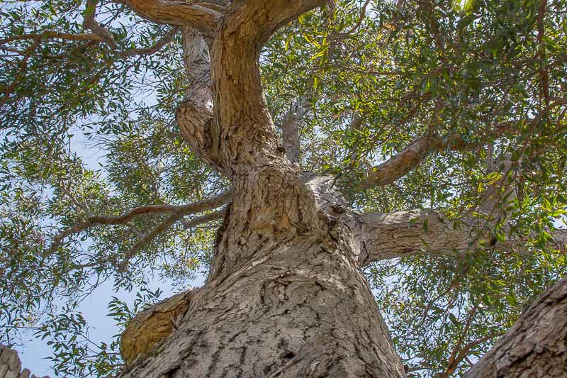 Eucalyptus Resinifera (Red Mahogany)