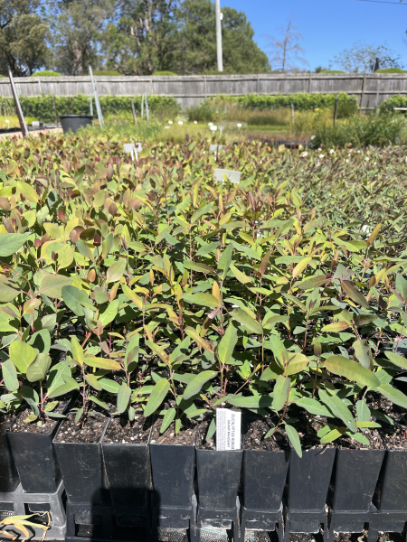 Eucalyptus saligna (Sydney Blue Gum)