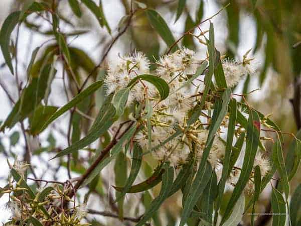 Eucalyptus Tereticornis (Forest Red Gum)