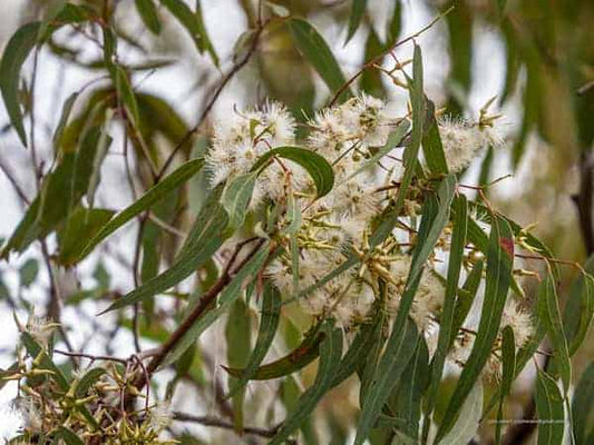 Eucalyptus Tereticornis (Forest Red Gum)