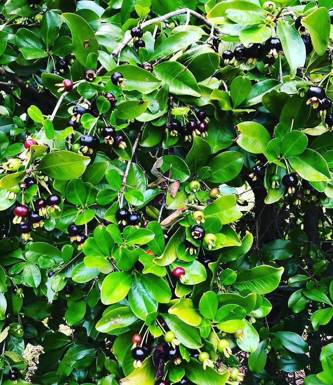 Eugenia Brasiliensis (Grumichama)