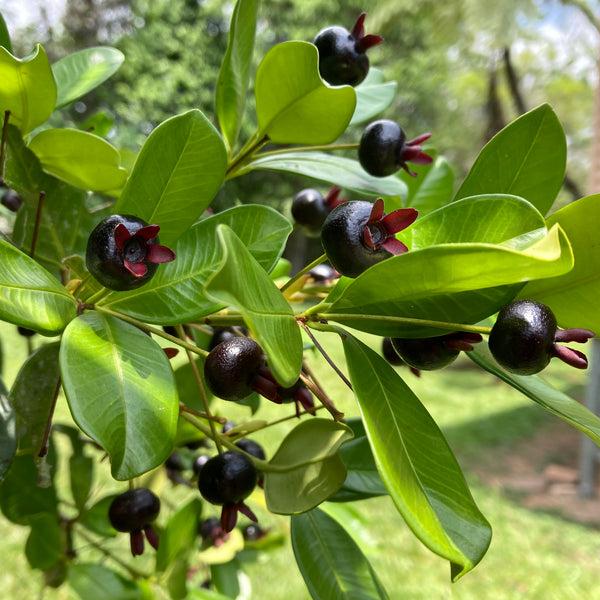 Eugenia Brasiliensis (Grumichama)