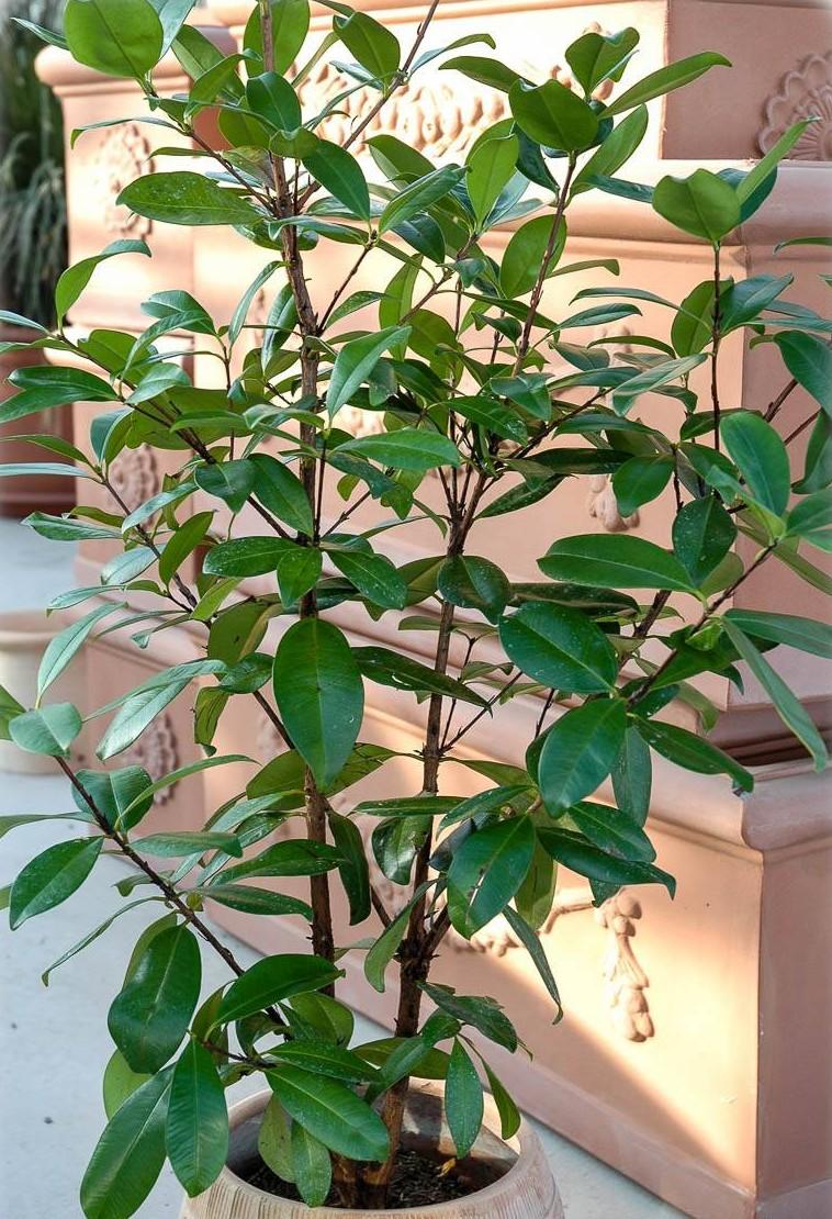 Eugenia Brasiliensis (Grumichama)