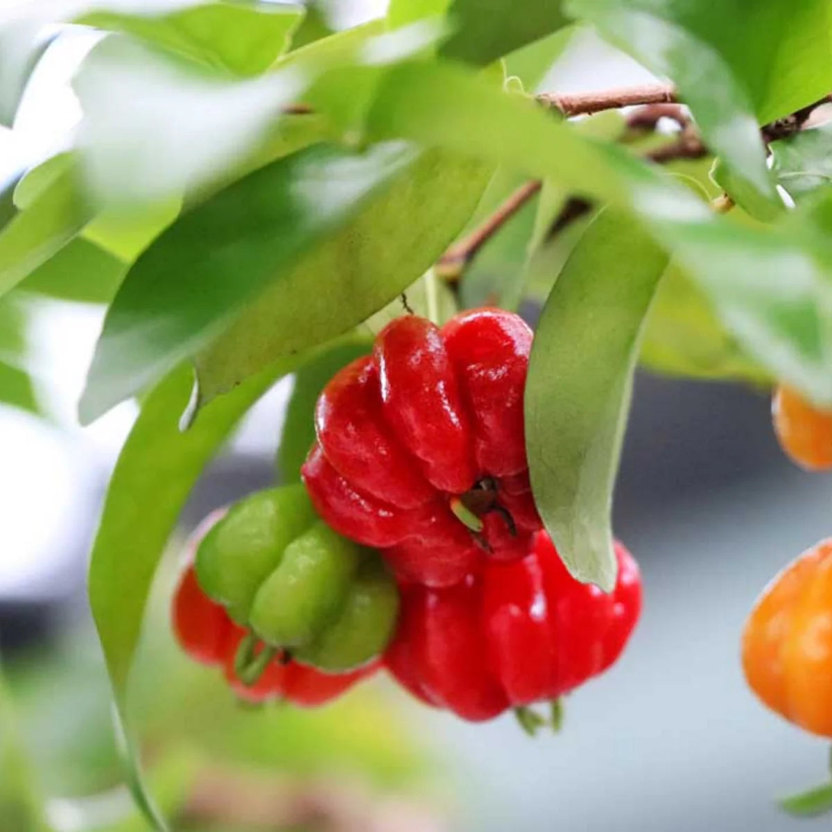 Eugenia Uniflora (Brazilian Cherry)