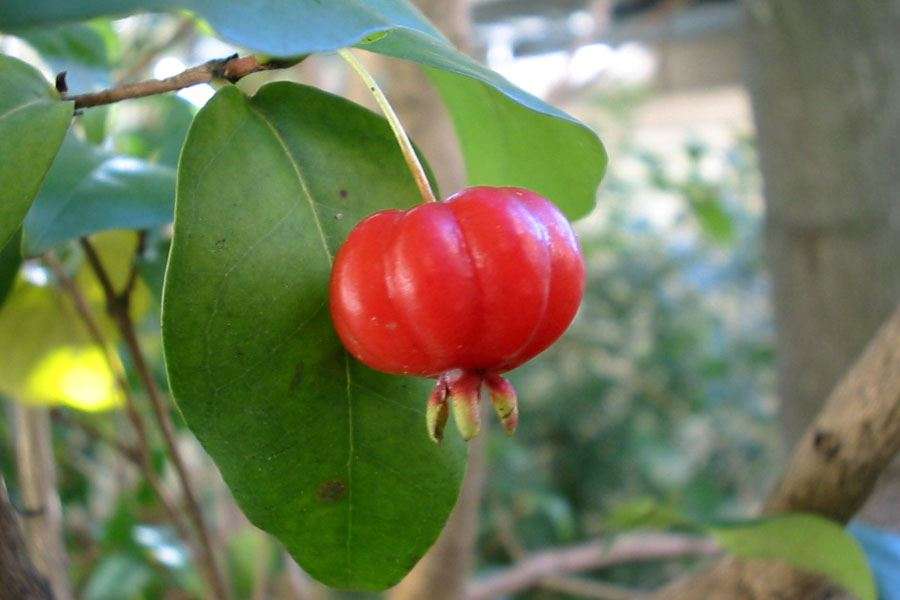 Eugenia Uniflora (Brazilian Cherry)