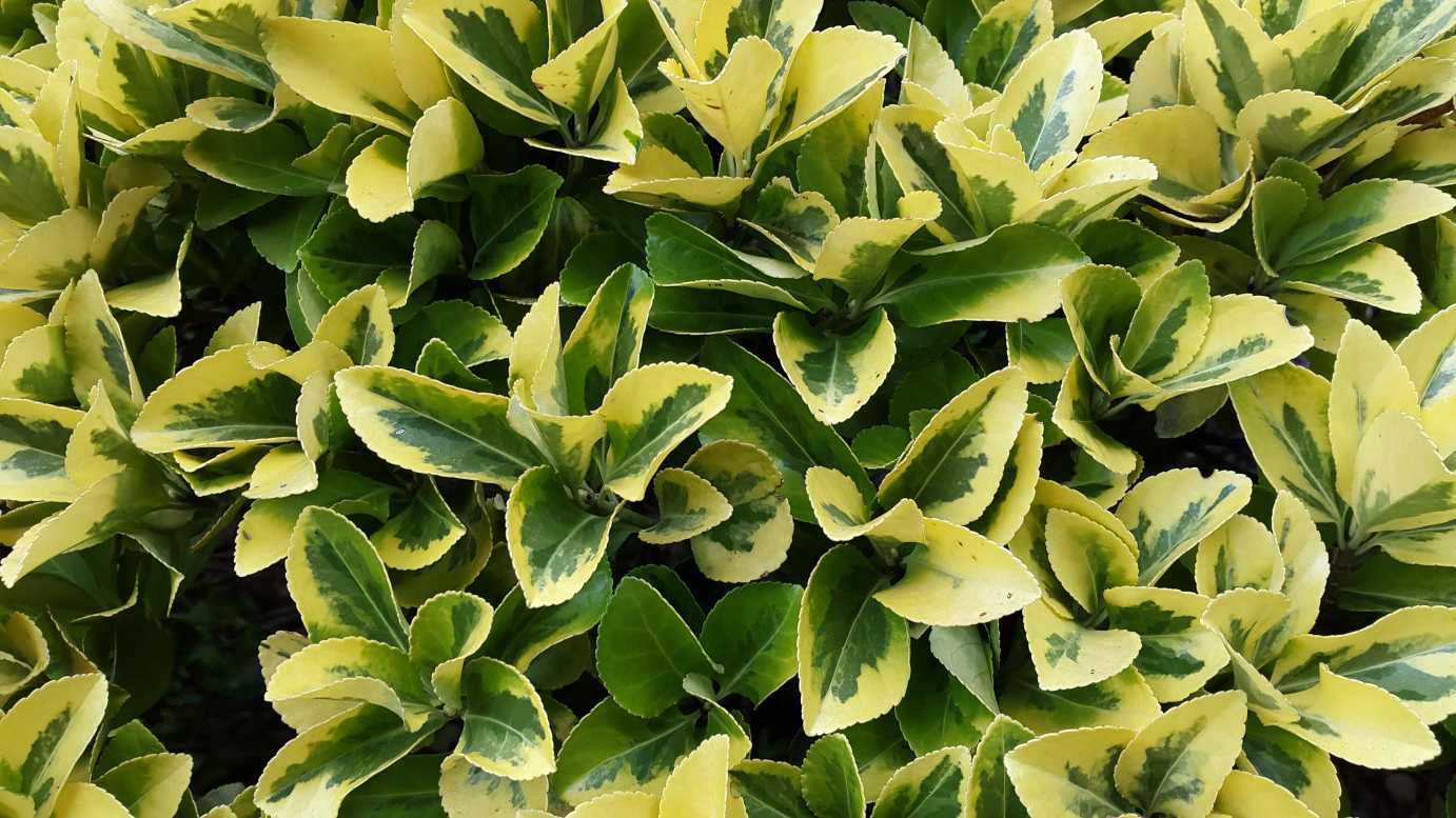 "Close-up of Euonymus Japonicus Variegated leaves, highlighting vibrant green and golden edges."