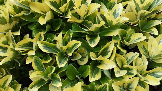 "Close-up of Euonymus Japonicus Variegated leaves, highlighting vibrant green and golden edges."