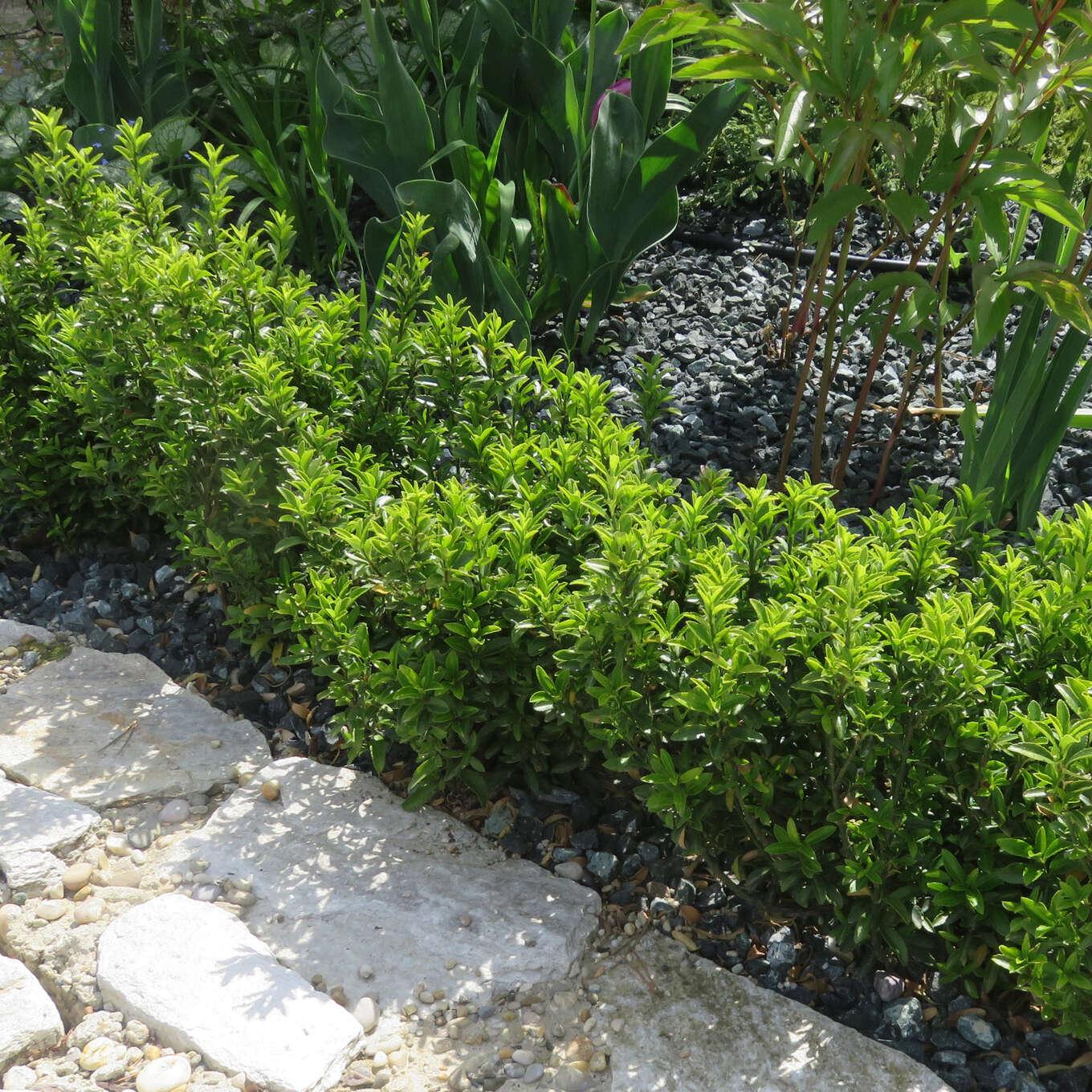 Euonymus Japonicus 'Easy Hedge' (Japanese Spindle Bush)