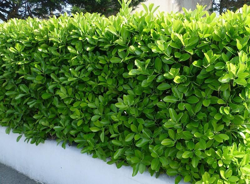 Euonymus Japonicus 'Easy Hedge' (Japanese Spindle Bush)