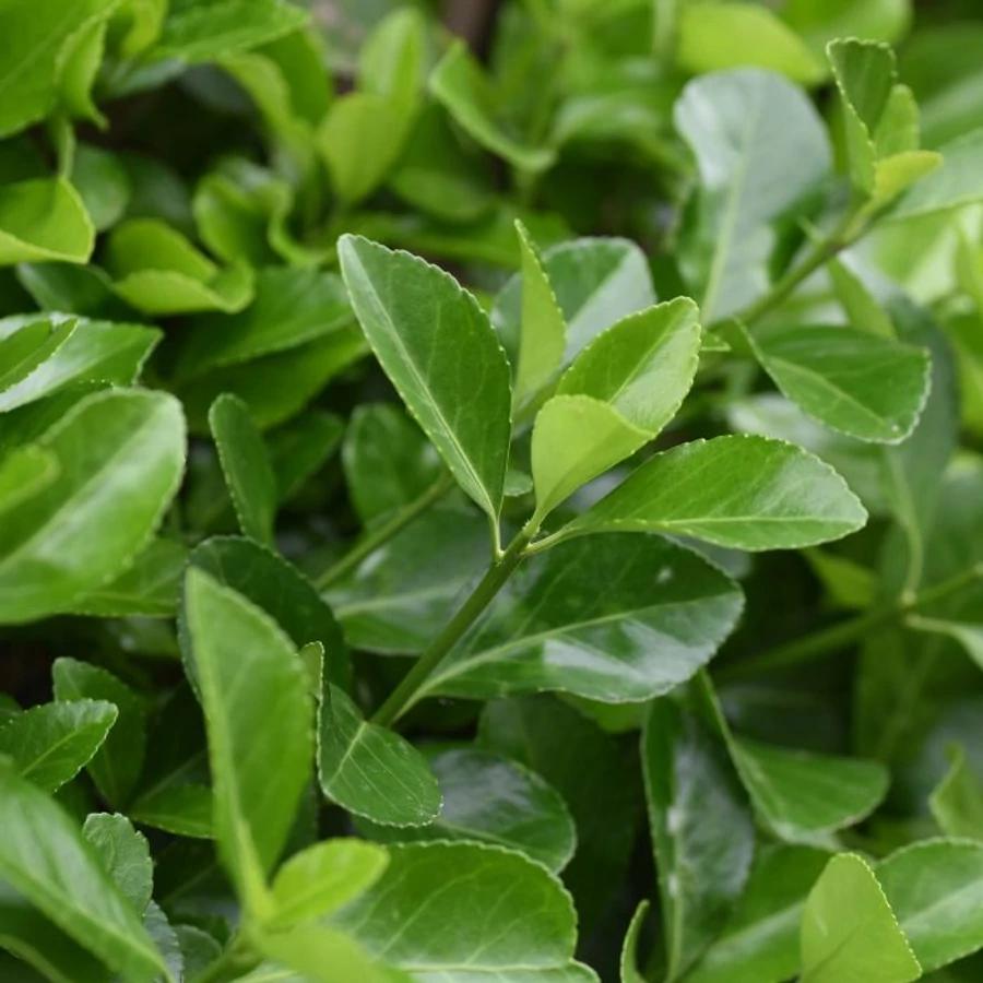 Euonymus Japonicus 'Easy Hedge' (Japanese Spindle Bush)