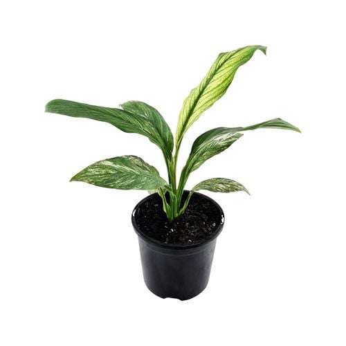 "Euonymus Japonicus Variegated in a pot, ready for sale with its distinctive variegated foliage."