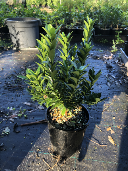 Euonymus Japonicus 'Easy Hedge' (Japanese Spindle Bush)