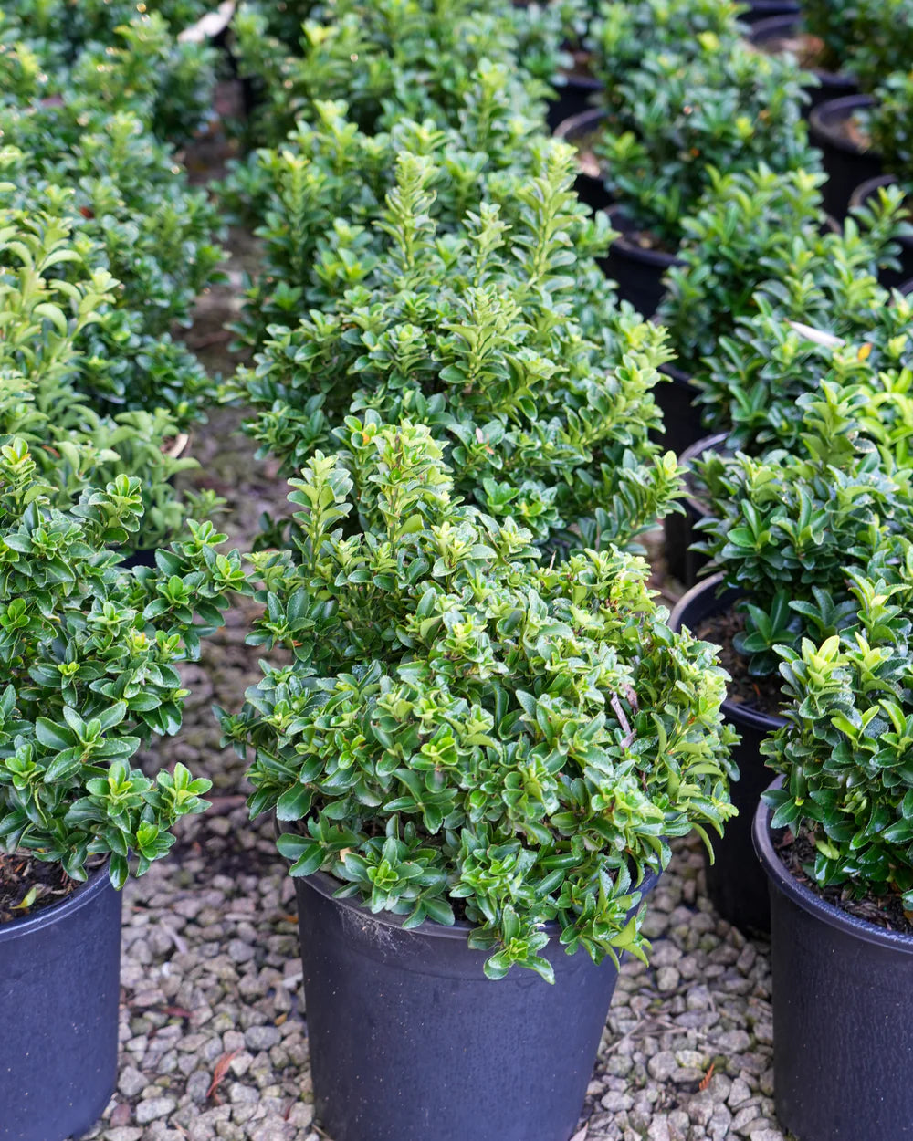 Euonymus japonicus ‘Green Rocket’