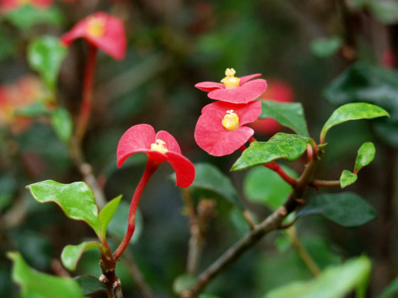 Euphorbia geroldii