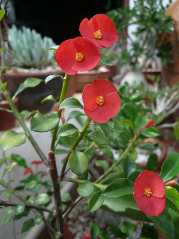 Euphorbia geroldii
