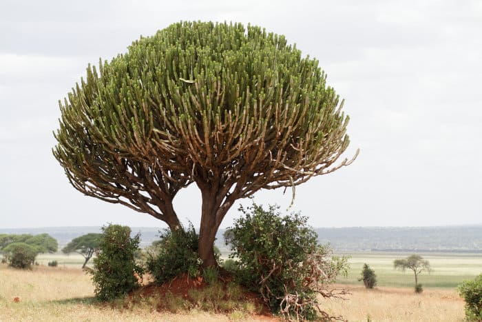 Euphorbia Ingens (Candelabra Tree)