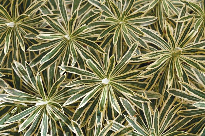 Euphorbia Characias ‘Tasmanian Tiger’ (Tasmanian Tiger Spurge)