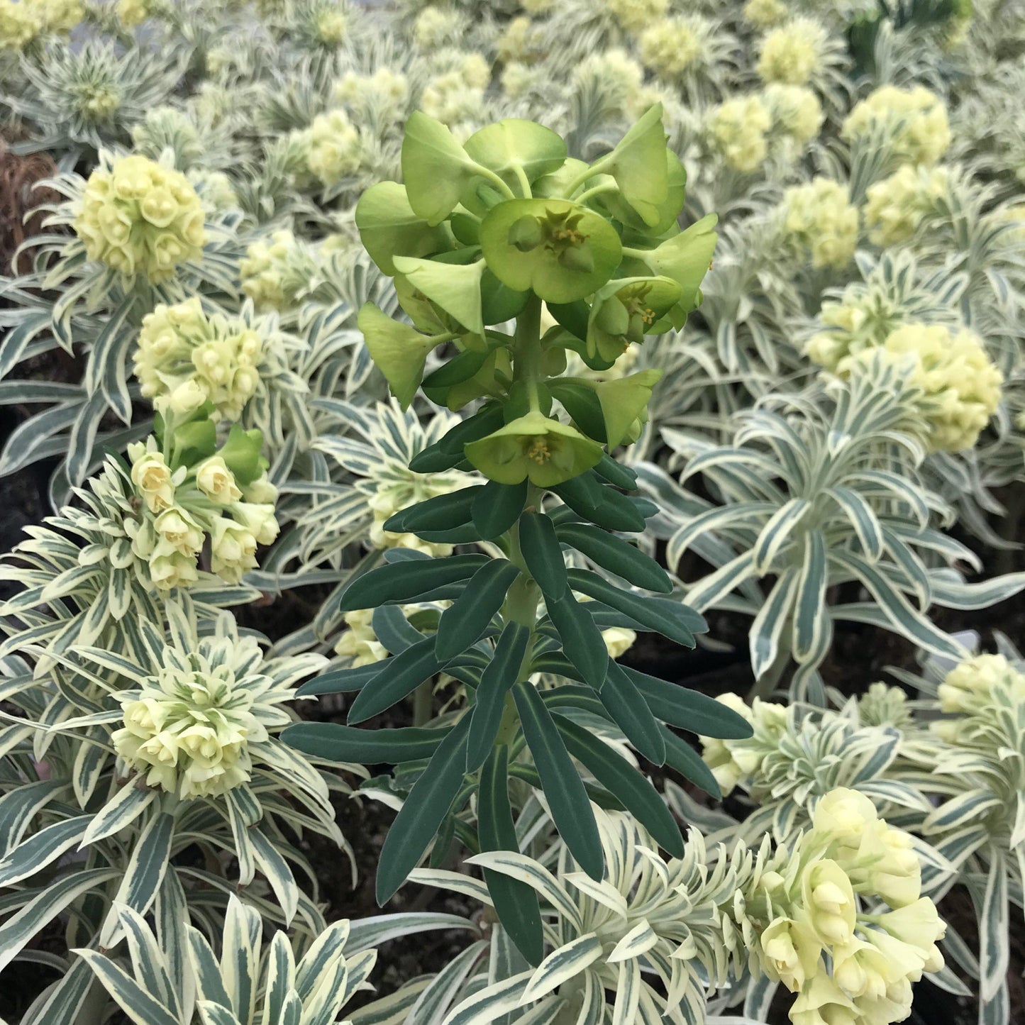 Euphorbia Characias ‘Tasmanian Tiger’ (Tasmanian Tiger Spurge)