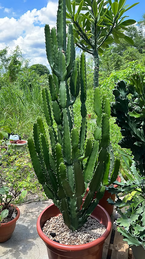 Euphorbia Eritrea (Candelabra Cactus/Cowboy Cactus)