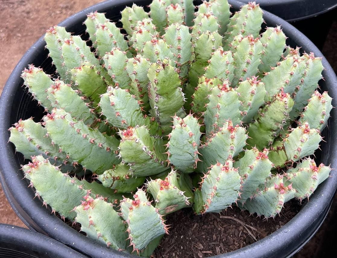 Euphorbia Resinifera (Moroccan Mound)
