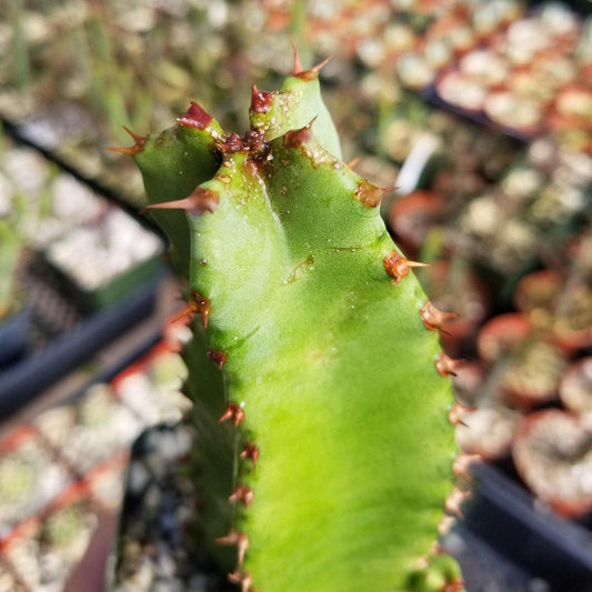 Euphorbia Resinifera (Moroccan Mound)