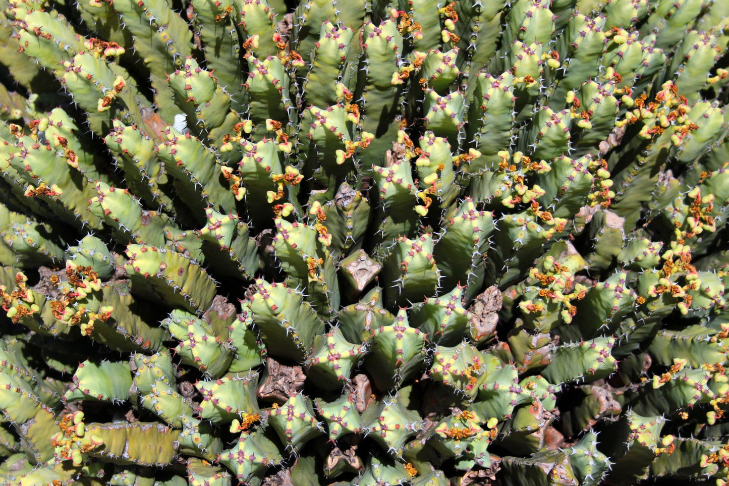 Euphorbia Resinifera (Moroccan Mound)