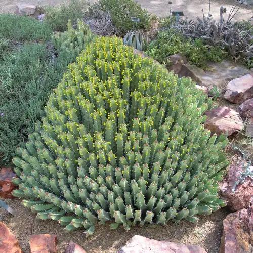 Euphorbia Resinifera (Moroccan Mound)