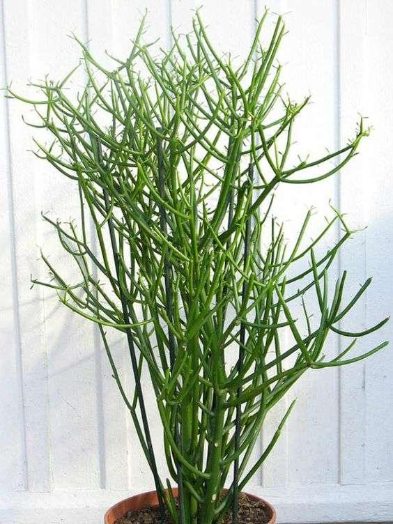 Euphorbia Tirucalli ‘Green’ (Green Pencil Cactus)