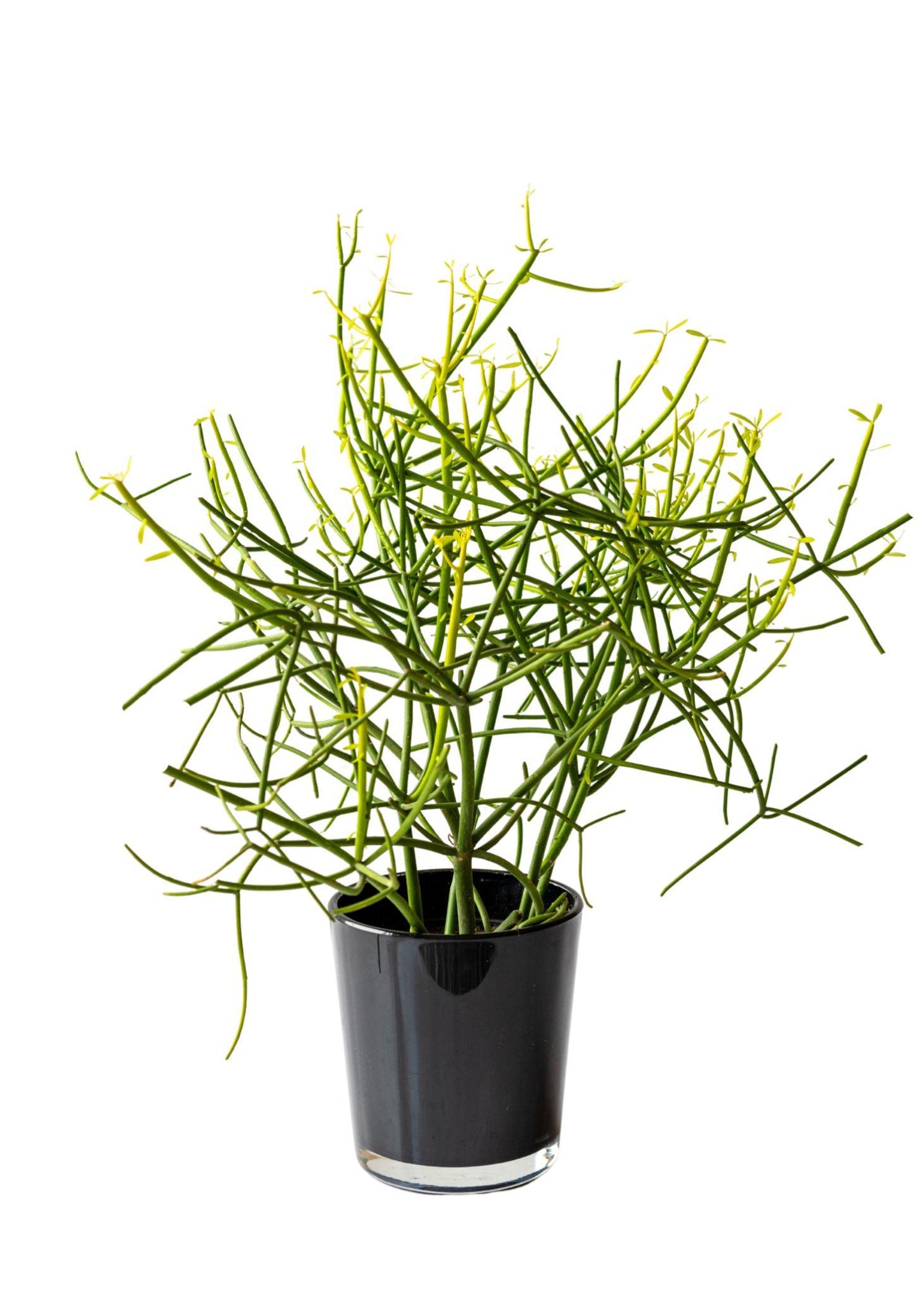 Euphorbia Tirucalli ‘Green’ (Green Pencil Cactus)